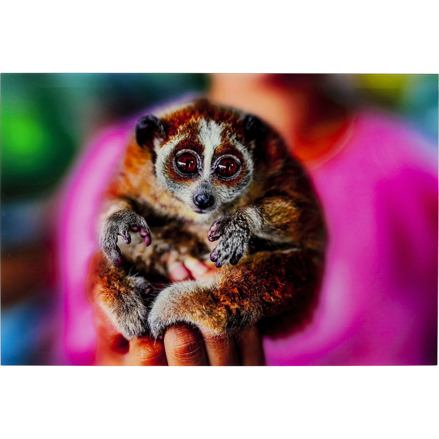 Bild Glas Slow Loris 80x120